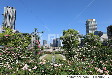 從春天到初夏,在日本大阪市中心,這就是中之島,玫瑰園裡的玫瑰園,玫瑰園裡看到的公園 從春天到初夏,在日本大阪市中心,這就是中之島,玫瑰園裡的玫瑰園,玫瑰園裡看到的公園 116906557