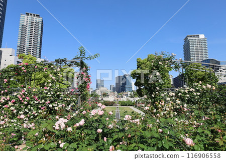 從春天到初夏,在日本大阪市中心,這就是中之島,玫瑰園裡的玫瑰園,玫瑰園裡看到的公園 從春天到初夏,在日本大阪市中心,這就是中之島,玫瑰園裡的玫瑰園,玫瑰園裡看到的公園 116906558