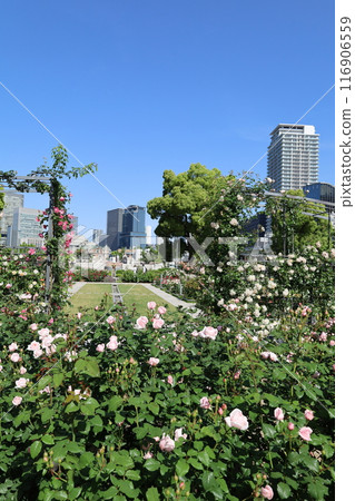 從春天到初夏,在日本大阪市中心,這就是中之島,玫瑰園裡的玫瑰園,玫瑰園裡看到的公園 從春天到初夏,在日本大阪市中心,這就是中之島,玫瑰園裡的玫瑰園,玫瑰園裡看到的公園 116906559