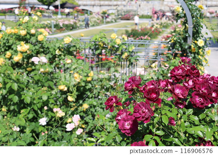 From spring to early summer, in the center of Osaka, Japan, this is Nakanoshima, the rose garden of the rose garden, a park to see at the rose garden From spring to early summer, in the center of Osaka, Japan, this is Nakanoshima, the rose garden of the rose garden, a park to see at the rose garden 116906576