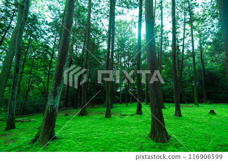 Beautiful scenery at Toshodaiji Temple 116906599