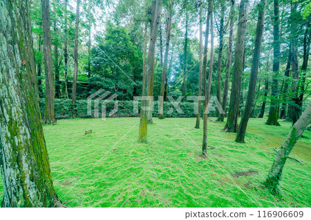 Beautiful scenery at Toshodaiji Temple Beautiful scenery at Toshodaiji Temple 116906609
