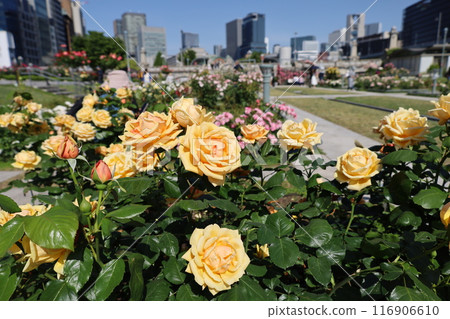 從春天到初夏,在日本大阪市中心,這就是中之島,玫瑰園裡的玫瑰園,玫瑰園裡看到的公園 從春天到初夏,在日本大阪市中心,這就是中之島,玫瑰園裡的玫瑰園,玫瑰園裡看到的公園 116906610