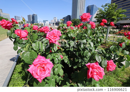 從春天到初夏，在日本大阪市中心，這就是中之島，玫瑰園裡的玫瑰園，玫瑰園裡看到的公園 116906621