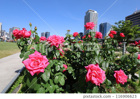 From spring to early summer, in the center of Osaka, Japan, this is Nakanoshima, the rose garden of the rose garden, a park to see at the rose garden From spring to early summer, in the center of Osaka, Japan, this is Nakanoshima, the rose garden of the rose garden, a park to see at the rose garden 116906623