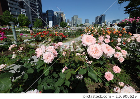 From spring to early summer, in the center of Osaka, Japan, this is Nakanoshima, the rose garden of the rose garden, a park to see at the rose garden From spring to early summer, in the center of Osaka, Japan, this is Nakanoshima, the rose garden of the rose garden, a park to see at the rose garden 116906629