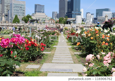 從春天到初夏，在日本大阪市中心，這就是中之島，玫瑰園裡的玫瑰園，玫瑰園裡看到的公園 116906762