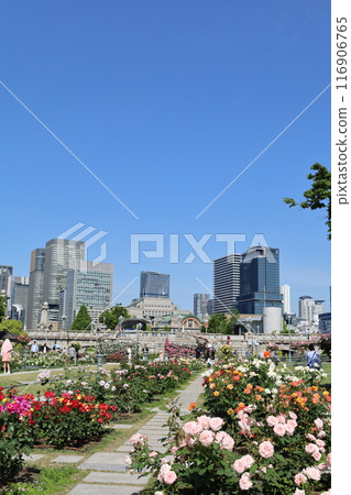 從春天到初夏,在日本大阪市中心,這就是中之島,玫瑰園裡的玫瑰園,玫瑰園裡看到的公園 從春天到初夏,在日本大阪市中心,這就是中之島,玫瑰園裡的玫瑰園,玫瑰園裡看到的公園 116906765