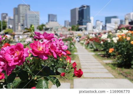 從春天到初夏，在日本大阪市中心，這就是中之島，玫瑰園裡的玫瑰園，玫瑰園裡看到的公園 116906770