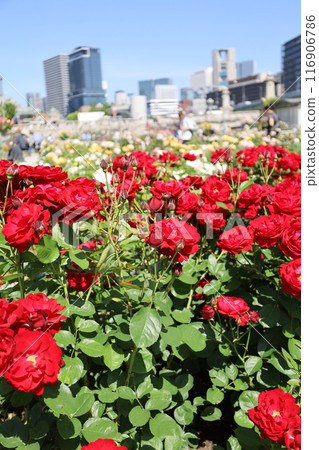 From spring to early summer, in the center of Osaka, Japan, this is Nakanoshima, the rose garden of the rose garden, a park to see at the rose garden 116906786