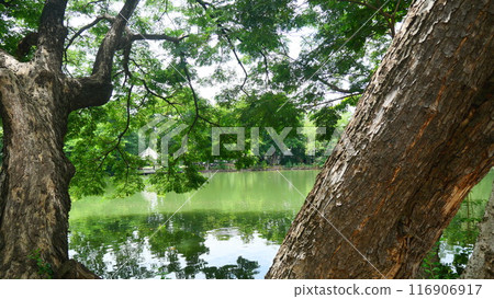 Green trees and branches near a small lake in the park 116906917