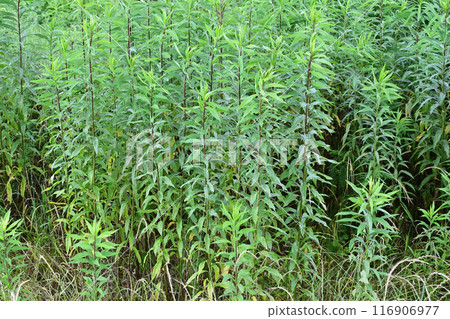 Vacant land, wasteland, weeds, land, vacant lot 116906977