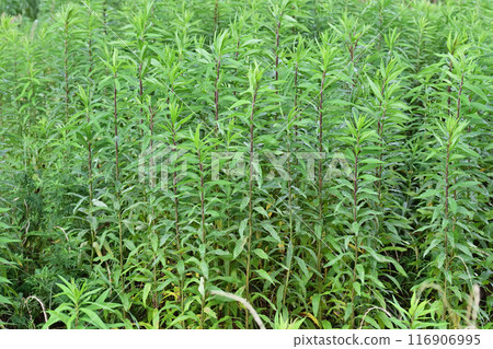 Vacant land, wasteland, weeds, land, vacant lot Vacant land, wasteland, weeds, land, vacant lot 116906995