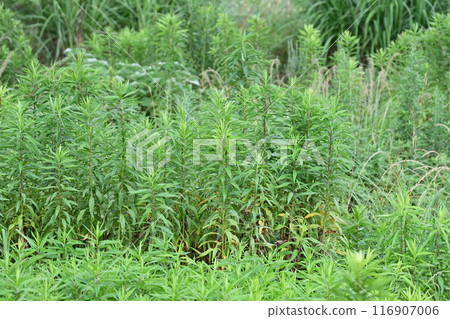 空地、荒地、雜草、土地、空地 116907006