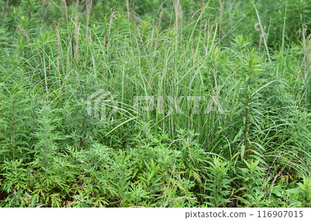 空地、荒地、雜草、土地、空地 空地、荒地、雜草、土地、空地 116907015