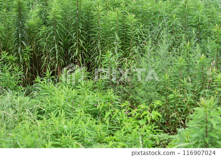 空地、荒地、雜草、土地、空地 116907024