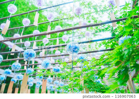 Beautiful wind chimes at Shojuin Temple 116907063