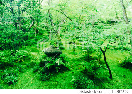 京都小金寺美麗的風景 京都小金寺美麗的風景 116907202