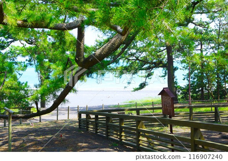 Miho no Matsubara: A scenic spot of beautiful pine trees in Japan Miho no Matsubara: A scenic spot of beautiful pine trees in Japan 116907240
