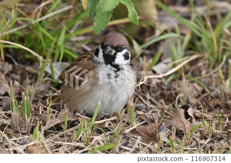 sparrow sparrow 116907314