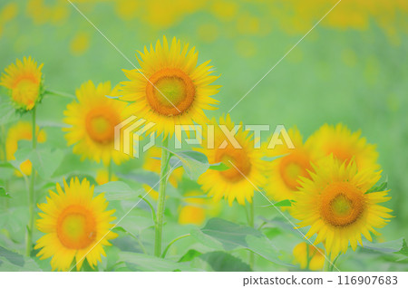 Flowers that chase the sun: A midsummer image of a sunflower field 116907683