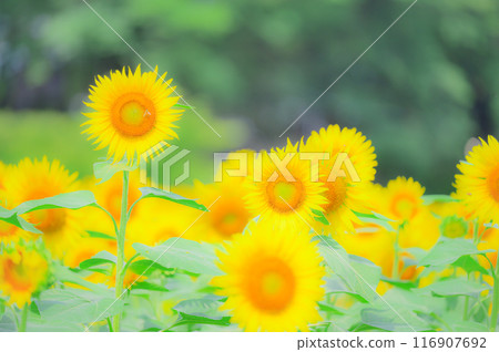 Flowers that chase the sun: A midsummer image of a sunflower field 116907692