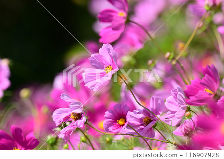 Cosmos: 116907928