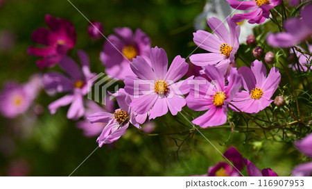 Cosmos: Cosmos: 116907953