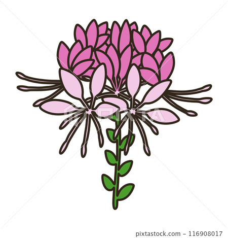 Cleome Cleome 116908017