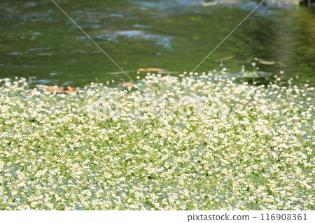 清涼的梅花 清涼的梅花 116908361