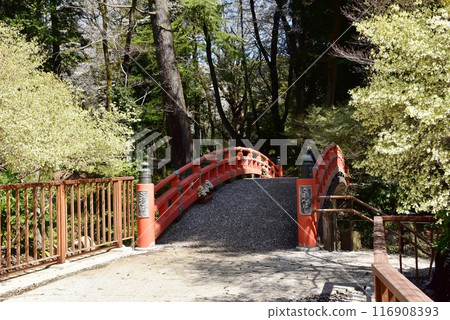 栃木縣小山市城山公園（祗園城跡）的祗園橋和盛開的櫻花 116908393