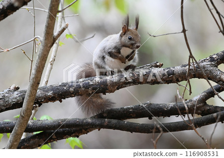 Ezorisu Ezorisu 116908531