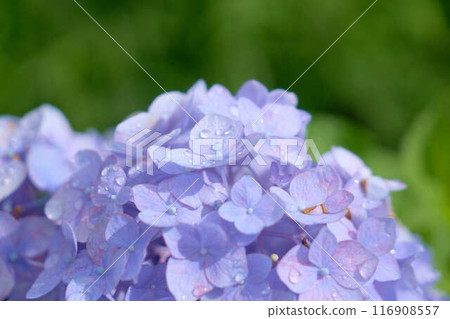 Close-up of a purple hydrangea wet with rain 116908557