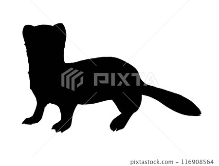Stoat silhouette illustration Stoat silhouette illustration 116908564