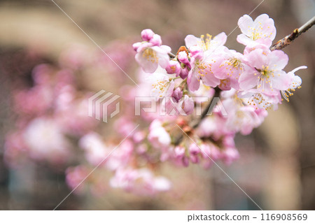 原聖德中學早開的「春天」櫻花 2023 年春天 原聖德中學早開的「春天」櫻花 2023 年春天 116908569