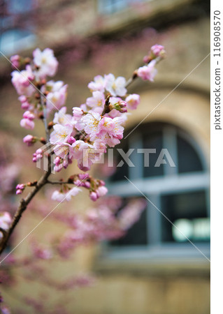 原聖德中學早開的「春天」櫻花 2023 年春天 116908570