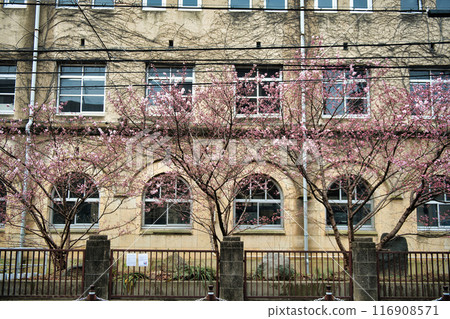 原聖德中學早開的「春天」櫻花 2023 年春天 原聖德中學早開的「春天」櫻花 2023 年春天 116908571