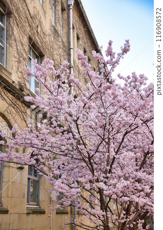 原聖德中學早開的「春天」櫻花 2023 年春天 116908572