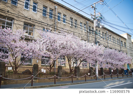 原聖德中學早開的「春天」櫻花 2023 年春天 原聖德中學早開的「春天」櫻花 2023 年春天 116908576