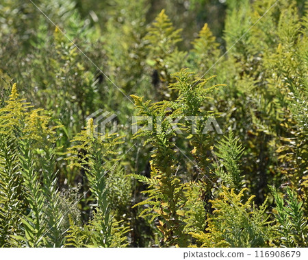 Goldenrod（金棒） 116908679