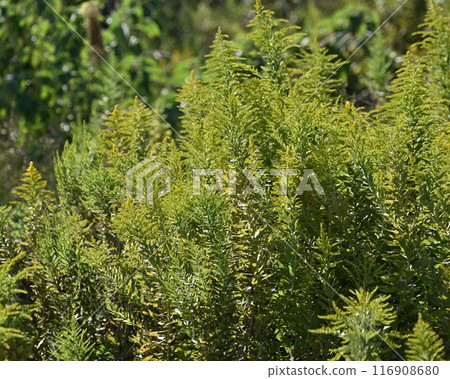 Goldenrod（金棒） 116908680