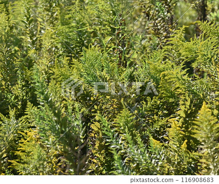 Goldenrod (Golden rod) 116908683