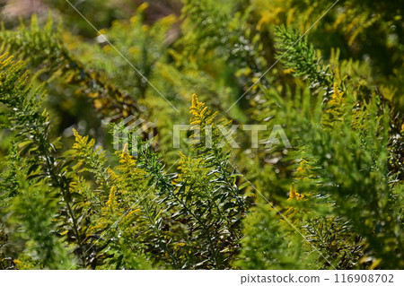Goldenrod (Golden rod) Goldenrod (Golden rod) 116908702