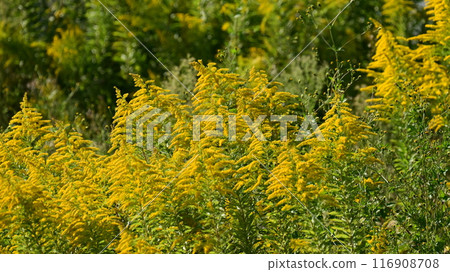 Goldenrod (Golden rod) 116908708