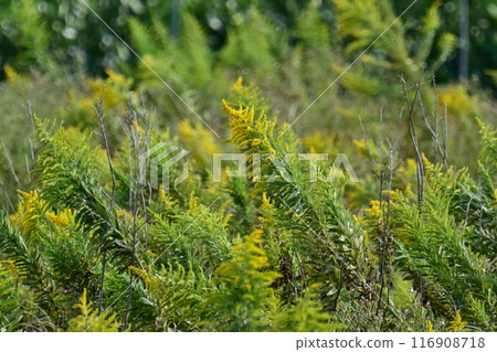 Goldenrod(金棒) Goldenrod(金棒) 116908718
