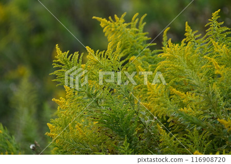 Goldenrod (Golden rod) Goldenrod (Golden rod) 116908720