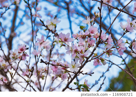 Shikizakura (four season cherry blossoms) on Inui Street, Imperial Palace (Chiyoda Ward, Tokyo) 116908721