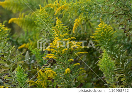 Goldenrod (Golden rod) 116908722