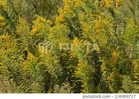 Goldenrod(金棒) Goldenrod(金棒) 116908727