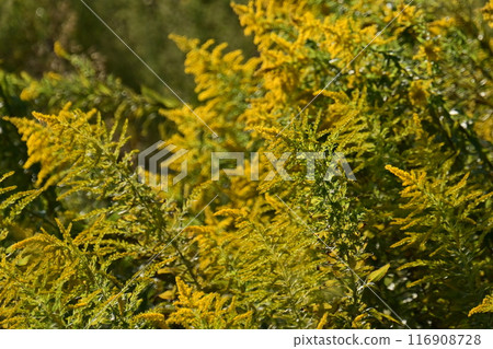 Goldenrod(金棒) Goldenrod(金棒) 116908728